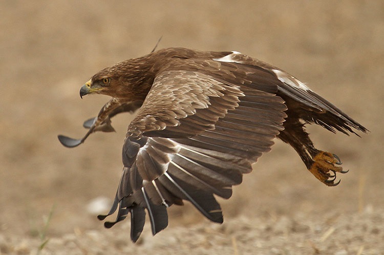 上图：小乌雕（Lesser spotted eagle）是以色列常见的一种鹰。以色列位于欧亚大陆与非洲大陆之间鸟类迁徙的主要路线上，每年有三十多种鹰经过这里。古代以色列人对鹰非常熟悉，圣经中经常出现鹰的比喻。