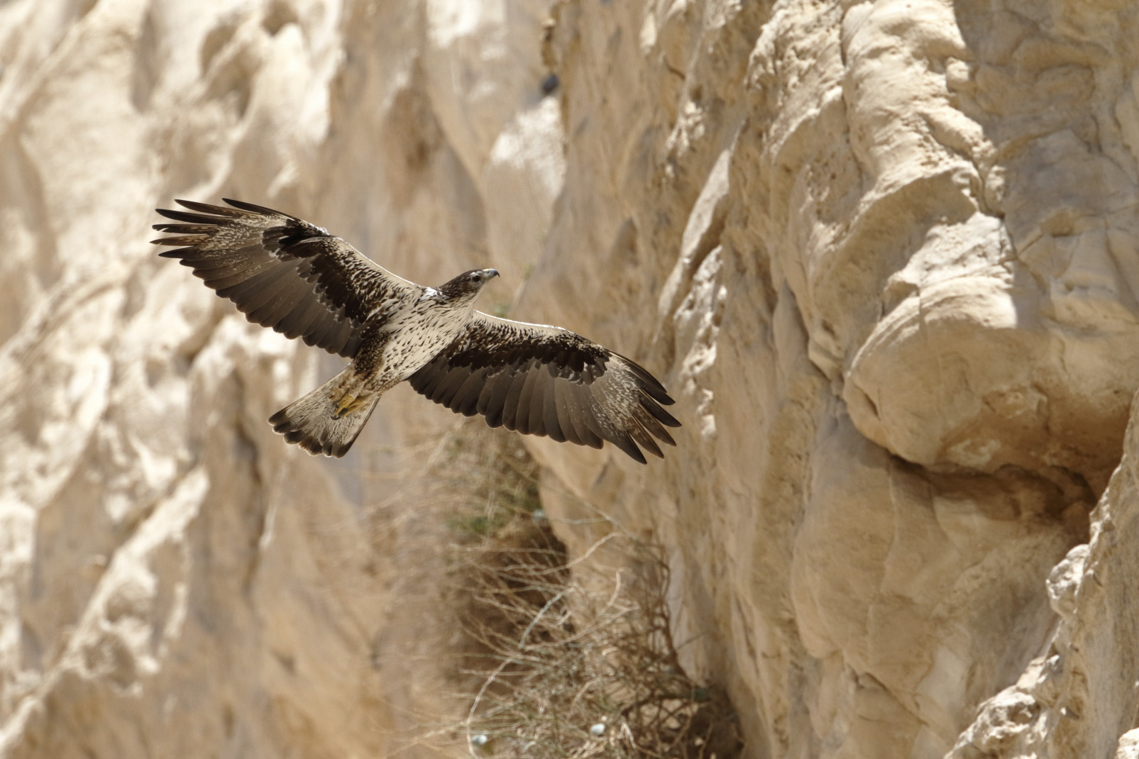 上图：一只白腹隼雕（Bonelli's eagle）在以色列中南部的山岩之间飞翔，摄于2015年3月。以色列位于欧亚大陆与非洲大陆之间鸟类迁徙的主要路线上，每年有三十多种鹰经过这里。古代以色列人对鹰非常熟悉，圣经中经常出现鹰的比喻。但以色列并没有白头鹰。