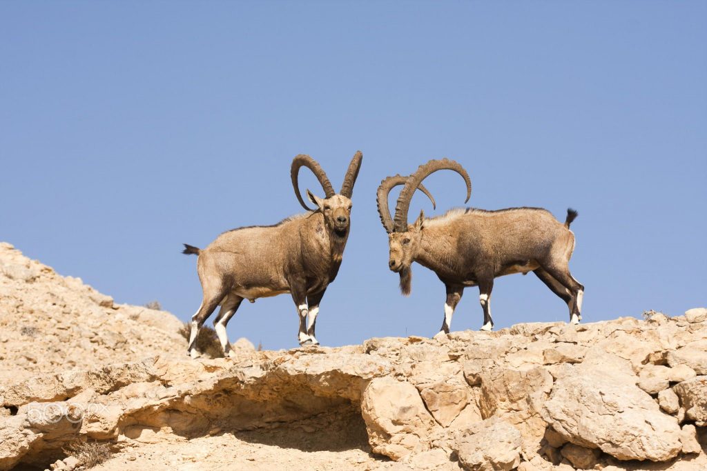 上图：南地旷野中的两只努比亚公山羊（Nubian ibex），是圣经中常常提到的「鹿」（箴六5）的一种。