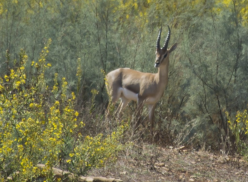 上图：耶路撒冷羚羊谷（Gazelle Valley）的以色列瞪羚（Israeli gazelle）。以色列瞪羚是以色列国家的象征（National Animal of Israel），也被称为山区瞪羚，属于羚羊亚种，以色列瞪羚以嫩草和树皮为食，身材苗条，脖子长，后腿比前腿长。