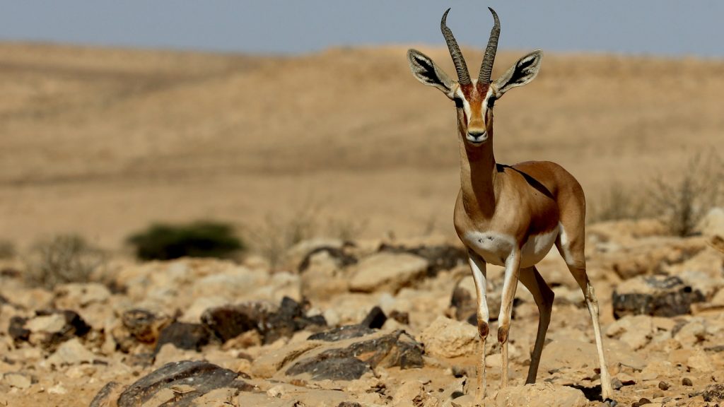 上图：南地的以色列瞪羚（Israeli gazelle）。以色列瞪羚是以色列国家的象征（National Animal of Israel），也被称为山区瞪羚，属于羚羊亚种，以色列瞪羚以嫩草和树皮为食，身材苗条，脖子长，后腿比前腿长。